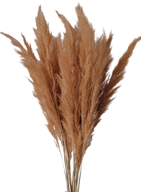 秋季金黄色芦苇复古干花