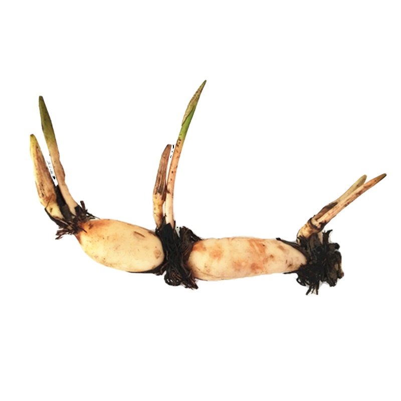 荷花观赏莲藕苗种盆栽家养