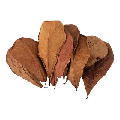 水族乡纯天然榄仁叶降酸鱼缸水质