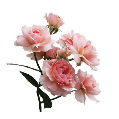 海蒂的花园四季阳台盆栽花卉植物