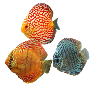 七彩神仙鱼红妃黄金鸽子雪玉天子蓝钻黄卡小鱼苗鱼淡水热带观赏鱼