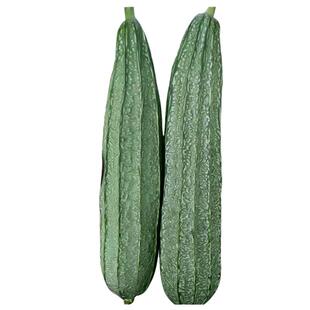 大花点丝瓜种子秧苗大果厚肉八角瓜棱角丝瓜春秋季瓜果蔬菜苗籽孑