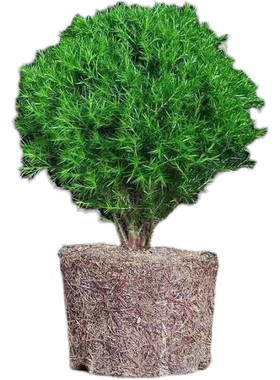 摆件雾松小盆景绿植盆栽花卉净化