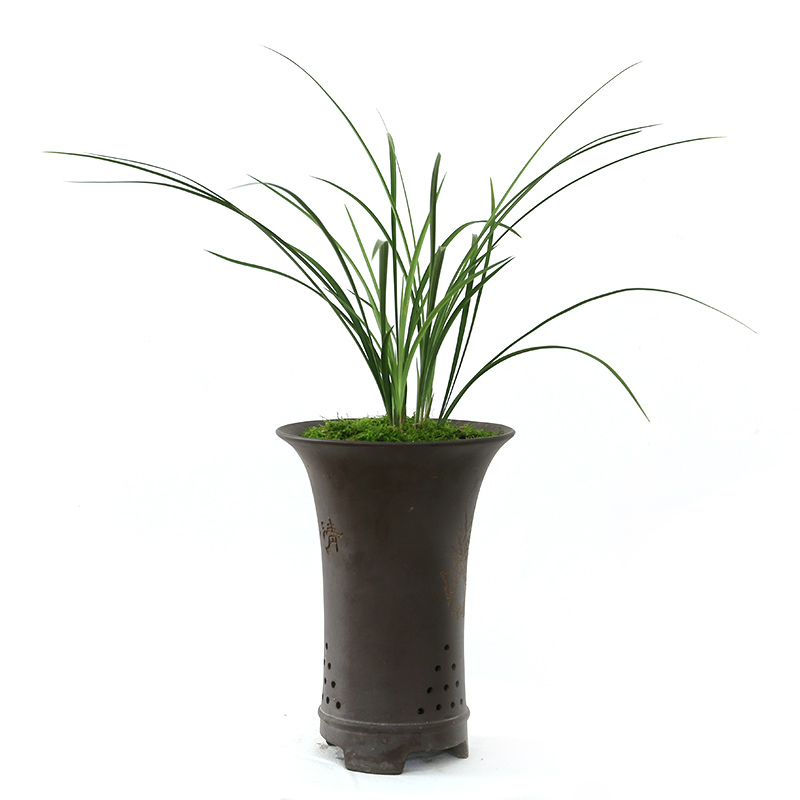 正品浓香型兰花室内好养观花植物
