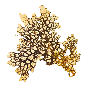 树蝴蝶 树皮树花云南稀有菌类真植物标本DIY手工树叶相框贴画材料