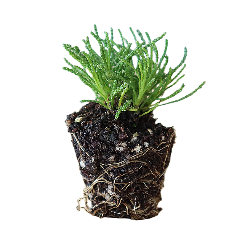 香草小苗合集2薄荷迷迭香百里香鼠尾草从小养起有乐趣性价比高