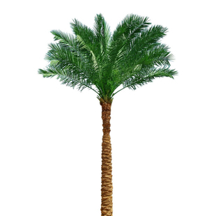 棕榈树盆栽大树扇子树庭院热带植物四季常青耐寒风景树棕树苗绿植