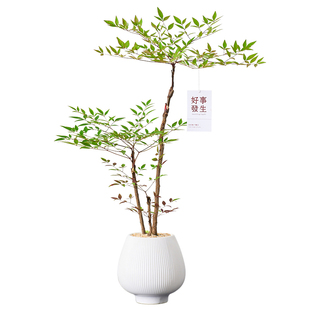 丛林南天竹盆栽客厅室内老桩办公室电视柜旁边绿植好养活四季盆景