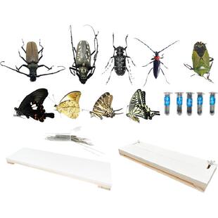 天牛凤蝶蝽标本植物病虫害防治技能大赛昆虫标本制作比赛材料用具