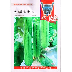 鼎牌大棚之爱三倍体丝瓜种子坐果早品质优瓜色靓丽果肉嫩绿大田种