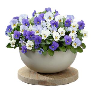 塔莎的花园角堇小兔子开花盆栽草花花苗室内好养开花多年生冰糕