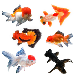 观赏鱼鸿运当头鹤顶红金鱼活体鱼苗冷水小鱼淡水好养国狮金鱼活鱼