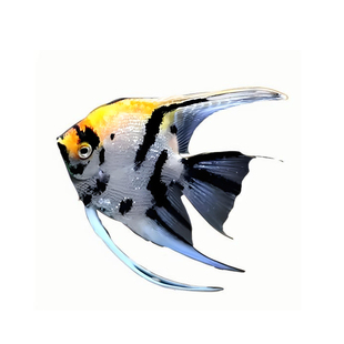 熊猫神仙鱼观赏鱼热带燕子鱼秘鲁小型淡水鱼好养耐活活体观赏鱼