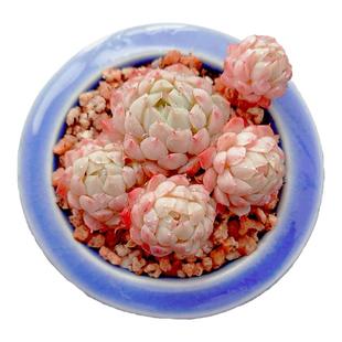 【一物一拍】羊脂球易群生爆盆多肉植物新手办公室阳台小盆栽绿植