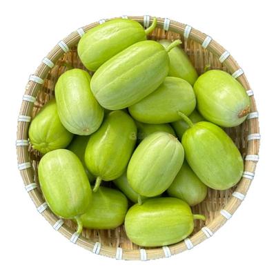 新鲜现摘！玉女黄瓜！脆嫩多汁