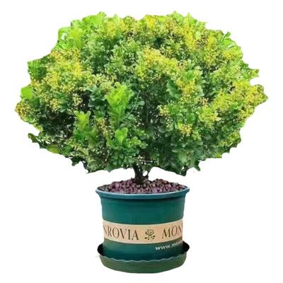 香水米兰花浓香型四季开花