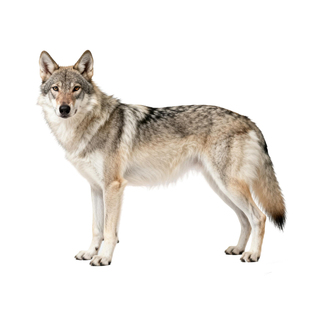 捷克狼犬狗品相鉴定估价鉴别捷克狼犬鉴定品相帮助挑选幼犬挑选鉴