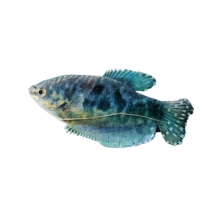 曼龙鱼热带观赏鱼活鱼淡水小型鱼苗马甲球鱼好养耐活不打氧宠物鱼