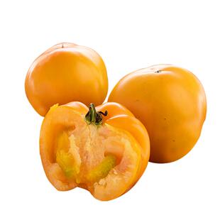 番茄种子东北大黄柿子种籽西红柿种孑沙瓤春季蔬菜菜籽黄色大果种