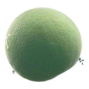现摘袋装化州化橘红新鲜鲜果
