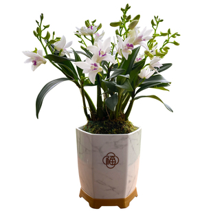 刘阁兰花苗 紫云泼墨石斛兰 现带花苞出售室内外阳台花卉绿植盆栽