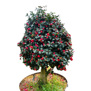 带花苞茶花盆栽四季树苗山茶花苗室内植物好养五色赤丹浓香型花卉
