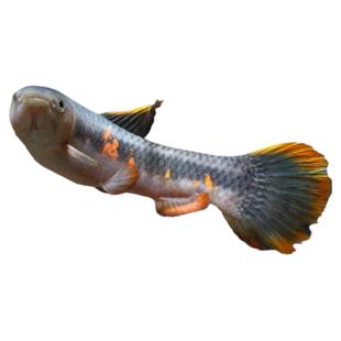 七彩牙鱼橙腹牙鱼活体南美奥黑牙鱼枯木牙鱼加拉辛肉食性猛鱼