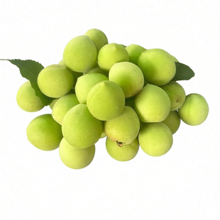 高山野生小白梅青梅鲜果诏安酸梅泡酒专用精选新鲜青梅果整箱水果