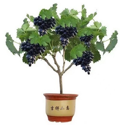寒香蜜葡萄苗四季栽种好养高产