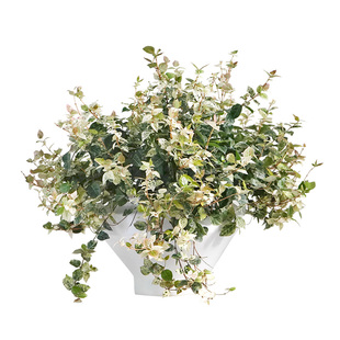 金叶子花叶络石四季常绿植物好养彩叶垂吊室内外阳花园庭院盆栽苗