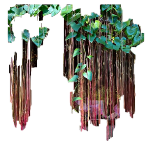 一帘幽梦锦屏藤苗爬藤植物垂吊龙须藤蔓室内外阳台庭院耐阴热绿植