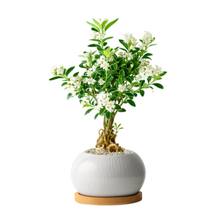 六月雪盆景老桩绿植盆栽精品植物花卉室内桌面净化空气四季好养活