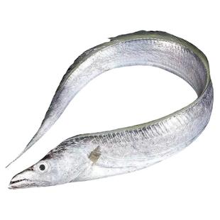 吕四带鱼新鲜特大油带鱼整条鲜活冷冻整箱海鲜礼盒非带鱼段启东产