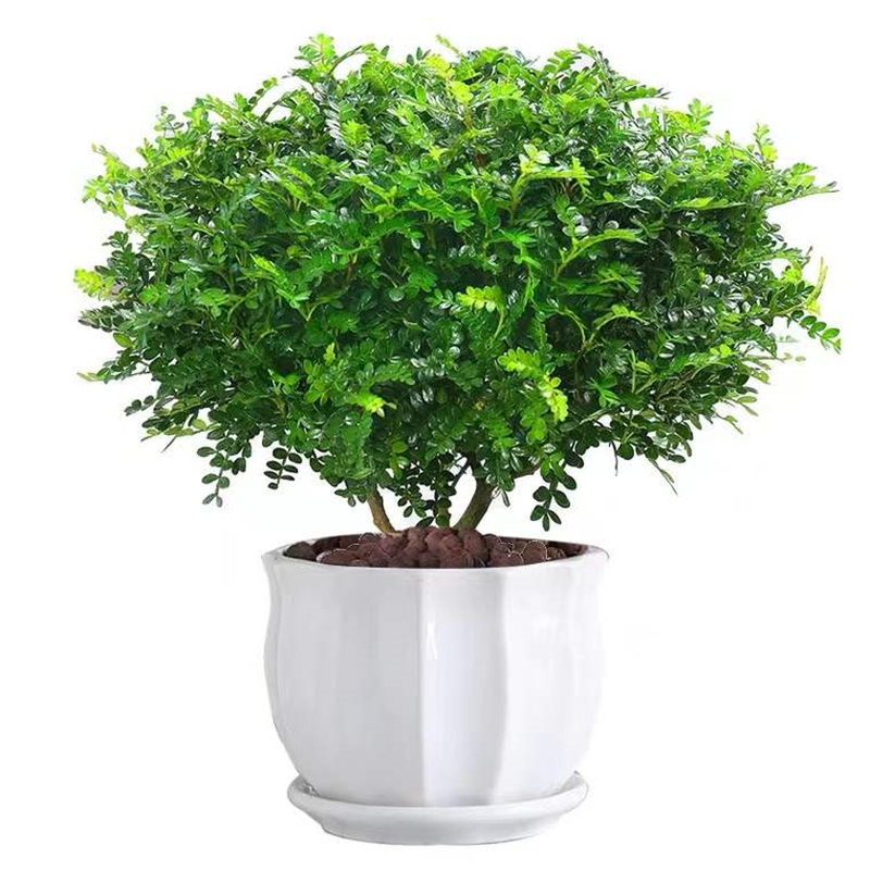正宗清香胡椒木盆栽花卉室內(nèi)外驅(qū)蚊草植物樹苗老樁盆景九里香綠植