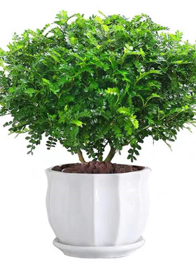 正宗清香胡椒木盆栽花卉室