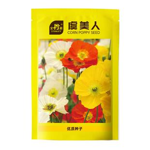 史丹利重瓣虞美人花种子冰岛室内阳台盆栽四季播种开花易种活花籽