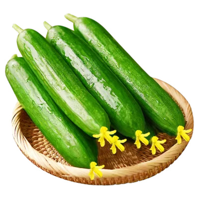水果黄瓜新鲜生吃小黄瓜脆嫩旱黄瓜时令蔬菜5斤整箱包邮自提现摘