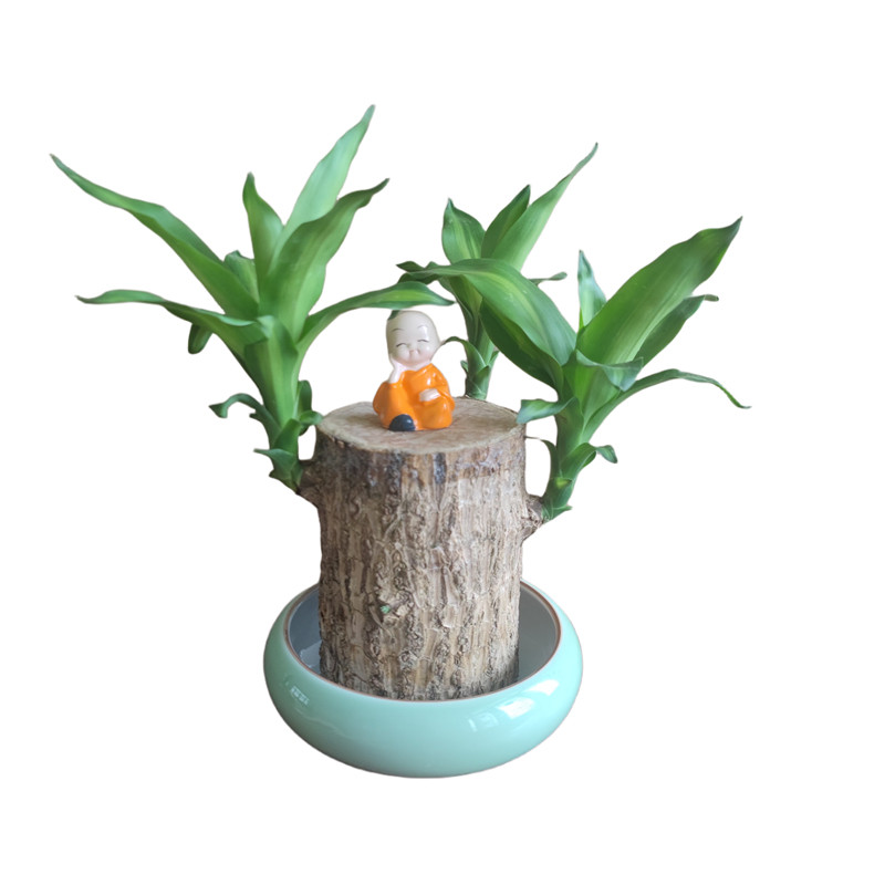 【大叶巴西木】带芽带叶发货可开花幸运木礼物情侣情人节室内好养