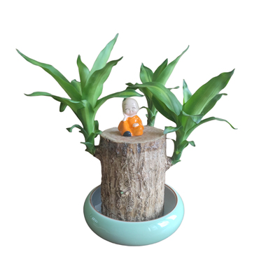 节日礼高档巴西木大叶子室内开花