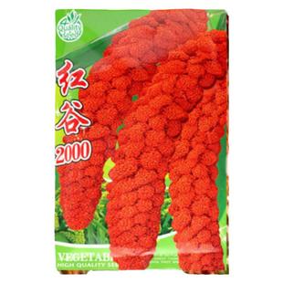 红谷2000稻谷种子小米种籽谷种谷子红钙谷糯黄谷红谷粟米小香米孑