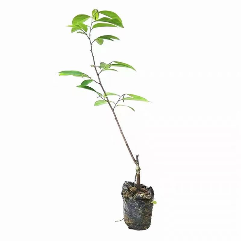 正宗榴莲释迦果树苗盆栽地栽