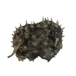 刺龟皮小刺龟鱼皮海胆皮刺豚刺鲍鱼北海生晒海鱼皮黑皮干货500克