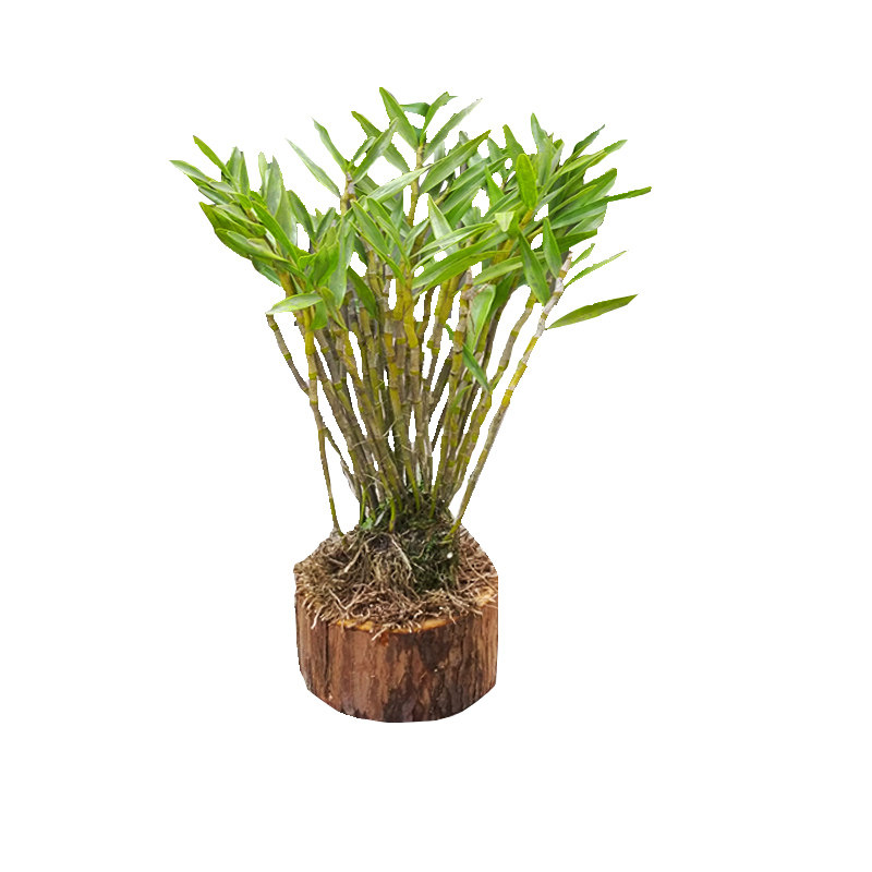 叠鞘石斛 浓香大小苗盆栽川石斛黄花卉绿植鼓槌金钗铁皮石斛 能吃