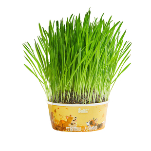 狗吃的草泰迪犬专用小麦草种子盆栽宠物新鲜食用懒人狗零食种植盆