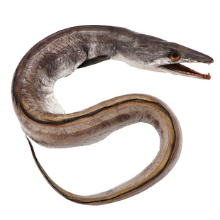 宁波风鳗舟山海鲜特产淡晒风鳗筒整条海鳗鱼干大鳗鱼鳗鱼鲞非干货