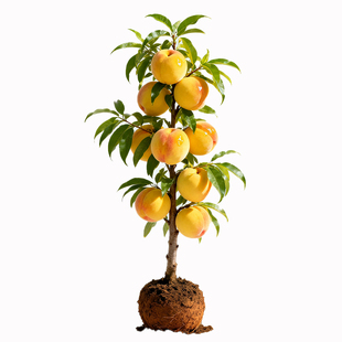 黄桃树苖桃树果苗特大苗冬桃油桃树庭院南方北方种植桃苗当年结果