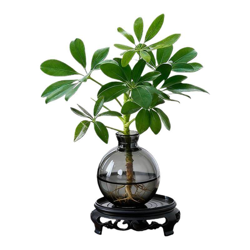 八方来财鸭脚木水培植物花卉盆栽办公室绿植七叶莲室内净化空气