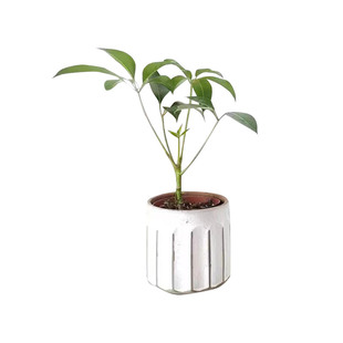 日本大叶伞植物盆栽保罗办公室耐荫室内绿植一物一拍老桩客厅基地