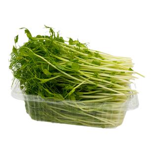 【YIKECAI】豌豆苗500g 新鲜芽苗蔬菜 豌碗豆尖水培璇蔓豆苗芽菜