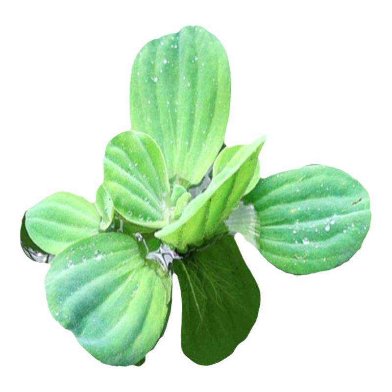 生态无土淡水浮萍槐叶萍新手懒人养鱼缸乌龟造景浮水养龟水草植物